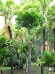من أسمائها المتداولة: نخيل الأريكا، نخيل جوز الفوفل، نخيل التنبول، Areca Palm، Betel Nut Palm