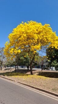 – Ipê-amarelo – Golden Trumpet Tree – Silver Trumpet Tree – Caribbean Trumpet Tree – Tabebuia aureaمن أسمائها المتداولة : تابوبيا أرجنتا – تابوبيا صفراء – شجرة البوق الذهبية – تابوبيا ذهبية