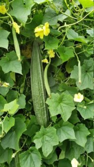 – Sponge Gourd – Vegetable Sponge – Smooth Luffa – Egyptian Luffa – Luffa cylindricaمن أسمائها المتداولة: اللوف – لوفة – ليف الحمام – الليف الإسفنجي – الليف النباتي – الخيار الإسفنجي