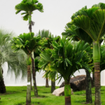 من أسمائها المتداولة: نخيل الأريكا، نخيل جوز الفوفل، نخيل التنبول، Areca Palm، Betel Nut Palm