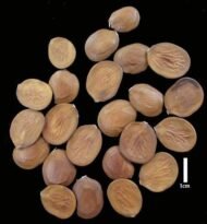 – Purple Orchid Tree – Butterfly Tree – Camel's Foot Tree – Bauhinia purpureaمن أسمائها المتداولة: بوهينا خف الجمل البنفسجي – خف الجمل البنفسجي – شجرة الأوركيد البنفسجية – زهرة الأوركيد الكاذبة