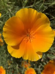 العلمي: Eschscholzia spp. من أسمائها المتداولة: إشوليزيا – خشخاش كاليفورنيا – California Poppy – California Gold Poppy – Eschscholzia