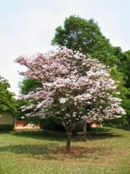 – White Tabebuia – White Trumpet Tree – White Ipe – Tabebuia roseo-albaمن أسمائها المتداولة: تابوبيا أبيض – تابوبيا بيضاء – شجرة الأجراس البيضاء – شجرة التابوبيا البيضاء