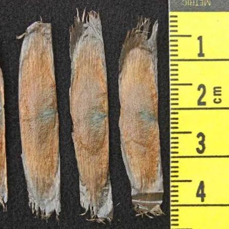 – Cat’s Claw Vine – Catclaw Creeper – Cat’s Claw Trumpet Vine – Macfadyena unguis-catiمن أسمائها المتداولة: مخلب القط – كرمة مخلب القط – متسلق مخلب القط – كرمة مخلب القط الأصفر