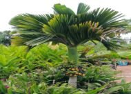من أسمائها المتداولة: نخيل الأريكا، نخيل جوز الفوفل، نخيل التنبول، Areca Palm، Betel Nut Palm