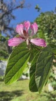 – Purple Orchid Tree – Butterfly Tree – Camel's Foot Tree – Bauhinia purpureaمن أسمائها المتداولة: بوهينا خف الجمل البنفسجي – خف الجمل البنفسجي – شجرة الأوركيد البنفسجية – زهرة الأوركيد الكاذبة