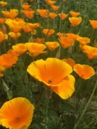 العلمي: Eschscholzia spp. من أسمائها المتداولة: إشوليزيا – خشخاش كاليفورنيا – California Poppy – California Gold Poppy – Eschscholzia