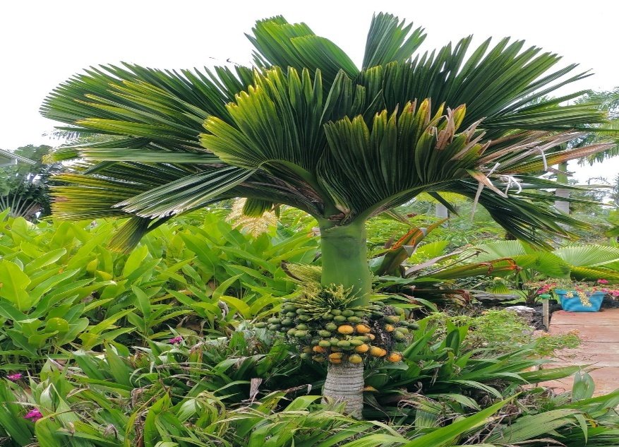 من أسمائها المتداولة: نخيل الأريكا، نخيل جوز الفوفل، نخيل التنبول، Areca Palm، Betel Nut Palm