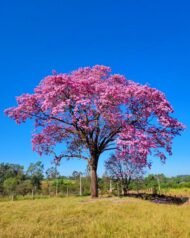 – Pink Tabebuia – Pink Trumpet Tree – Rosy Trumpet Tree – Roble – Tabebuia roseaمن أسمائها المتداولة: تابوبيا وردي – تابوبيا وردية – شجرة الأجراس الوردية – شجرة البوق الوردي