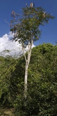 – Indian Trumpet Tree – Broken Bones Tree – Indian Broken Bone Tree – Midnight Horror – Oroxylum indicumمن أسمائها المتداولة: الأروكسوليم – أروكسوليم هندي – شجرة البوق الهندية – شجرة المظلة – شجرة العظم المكسور