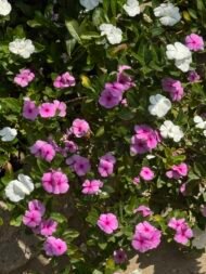 الاسم العلمي: Vinca spp من أسمائها المتداولة: الوينكا – البفتة – فينكا – الدفلى القزمية – Vinca – Periwinkle – Myrtle – Common Periwinkle