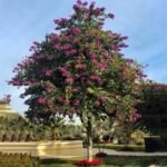 – Purple Orchid Tree – Butterfly Tree – Camel's Foot Tree – Bauhinia purpureaمن أسمائها المتداولة: بوهينا خف الجمل البنفسجي – خف الجمل البنفسجي – شجرة الأوركيد البنفسجية – زهرة الأوركيد الكاذبة