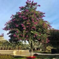 – Purple Orchid Tree – Butterfly Tree – Camel's Foot Tree – Bauhinia purpureaمن أسمائها المتداولة: بوهينا خف الجمل البنفسجي – خف الجمل البنفسجي – شجرة الأوركيد البنفسجية – زهرة الأوركيد الكاذبة