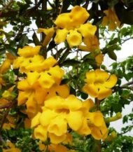 – Cat’s Claw Vine – Catclaw Creeper – Cat’s Claw Trumpet Vine – Macfadyena unguis-catiمن أسمائها المتداولة: مخلب القط – كرمة مخلب القط – متسلق مخلب القط – كرمة مخلب القط الأصفر