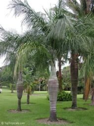 من أسمائها المتداولة: نخيل المغزل الذهبي، نخيل المغزل، نخيل فاشافيلتي، Yellow Spindle Palm، Spindle Palm