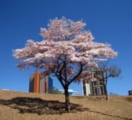 – White Tabebuia – White Trumpet Tree – White Ipe – Tabebuia roseo-albaمن أسمائها المتداولة: تابوبيا أبيض – تابوبيا بيضاء – شجرة الأجراس البيضاء – شجرة التابوبيا البيضاء