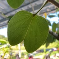 – Purple Orchid Tree – Butterfly Tree – Camel's Foot Tree – Bauhinia purpureaمن أسمائها المتداولة: بوهينا خف الجمل البنفسجي – خف الجمل البنفسجي – شجرة الأوركيد البنفسجية – زهرة الأوركيد الكاذبة