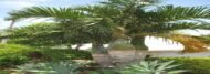من أسمائها المتداولة: نخيل المغزل الذهبي، نخيل المغزل، نخيل فاشافيلتي، Yellow Spindle Palm، Spindle Palm