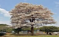 – White Tabebuia – White Trumpet Tree – White Ipe – Tabebuia roseo-albaمن أسمائها المتداولة: تابوبيا أبيض – تابوبيا بيضاء – شجرة الأجراس البيضاء – شجرة التابوبيا البيضاء