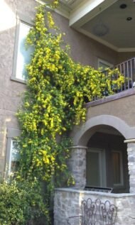 – Cat’s Claw Vine – Catclaw Creeper – Cat’s Claw Trumpet Vine – Macfadyena unguis-catiمن أسمائها المتداولة: مخلب القط – كرمة مخلب القط – متسلق مخلب القط – كرمة مخلب القط الأصفر