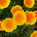 العلمي: Eschscholzia spp. من أسمائها المتداولة: إشوليزيا – خشخاش كاليفورنيا – California Poppy – California Gold Poppy – Eschscholzia