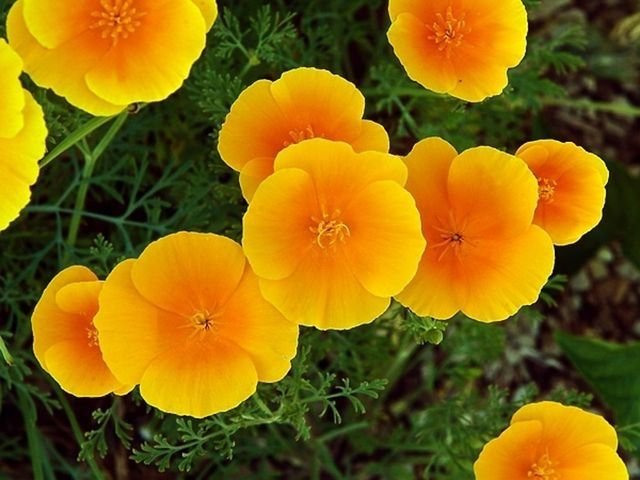 العلمي: Eschscholzia spp. من أسمائها المتداولة: إشوليزيا – خشخاش كاليفورنيا – California Poppy – California Gold Poppy – Eschscholzia
