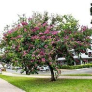 – Purple Orchid Tree – Butterfly Tree – Camel's Foot Tree – Bauhinia purpureaمن أسمائها المتداولة: بوهينا خف الجمل البنفسجي – خف الجمل البنفسجي – شجرة الأوركيد البنفسجية – زهرة الأوركيد الكاذبة