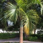 من أسمائها المتداولة: نخيل المغزل الذهبي، نخيل المغزل، نخيل فاشافيلتي، Yellow Spindle Palm، Spindle Palm