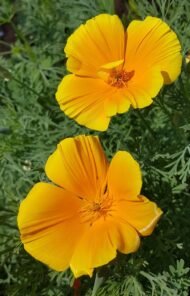 العلمي: Eschscholzia spp. من أسمائها المتداولة: إشوليزيا – خشخاش كاليفورنيا – California Poppy – California Gold Poppy – Eschscholzia