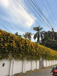 – Cat’s Claw Vine – Catclaw Creeper – Cat’s Claw Trumpet Vine – Macfadyena unguis-catiمن أسمائها المتداولة: مخلب القط – كرمة مخلب القط – متسلق مخلب القط – كرمة مخلب القط الأصفر