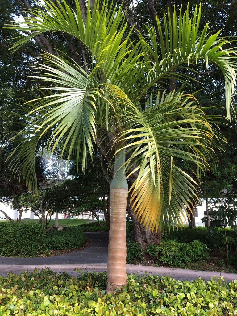 من أسمائها المتداولة: نخيل المغزل الذهبي، نخيل المغزل، نخيل فاشافيلتي، Yellow Spindle Palm، Spindle Palm