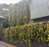 – Cat’s Claw Vine – Catclaw Creeper – Cat’s Claw Trumpet Vine – Macfadyena unguis-catiمن أسمائها المتداولة: مخلب القط – كرمة مخلب القط – متسلق مخلب القط – كرمة مخلب القط الأصفر