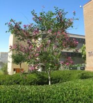 – Purple Orchid Tree – Butterfly Tree – Camel's Foot Tree – Bauhinia purpureaمن أسمائها المتداولة: بوهينا خف الجمل البنفسجي – خف الجمل البنفسجي – شجرة الأوركيد البنفسجية – زهرة الأوركيد الكاذبة