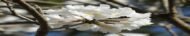 – White Tabebuia – White Trumpet Tree – White Ipe – Tabebuia roseo-albaمن أسمائها المتداولة: تابوبيا أبيض – تابوبيا بيضاء – شجرة الأجراس البيضاء – شجرة التابوبيا البيضاء