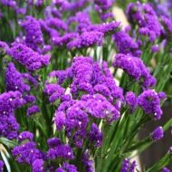 🌿 أزهار الاستاتس – Limonium sinuatum الاسم العلمي: Limonium sinuatum (L.) Mill. من أسمائها المتداولة: الاستاتس – ستاتس – ليمونيوم – زهرة الاستاتس – القَفْصِيَّة – Statice – Sea Lavender – Wavyleaf Sea Lavender – Limonium sinuatum