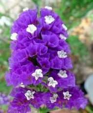 🌿 أزهار الاستاتس – Limonium sinuatum الاسم العلمي: Limonium sinuatum (L.) Mill. من أسمائها المتداولة: الاستاتس – ستاتس – ليمونيوم – زهرة الاستاتس – القَفْصِيَّة – Statice – Sea Lavender – Wavyleaf Sea Lavender – Limonium sinuatum