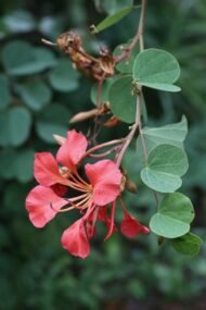 – Red Bauhinia – Red Orchid Tree – Pride of the Cape – Bauhinia galpiniiمن أسمائها المتداولة: بوهينيا أحمر – بوهينيا حمراء – شجرة الأوركيد الحمراء – شجيرة الأوركيد الحمراء