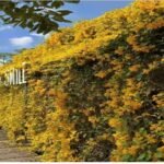 – Cat’s Claw Vine – Catclaw Creeper – Cat’s Claw Trumpet Vine – Macfadyena unguis-catiمن أسمائها المتداولة: مخلب القط – كرمة مخلب القط – متسلق مخلب القط – كرمة مخلب القط الأصفر
