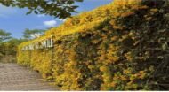 – Cat’s Claw Vine – Catclaw Creeper – Cat’s Claw Trumpet Vine – Macfadyena unguis-catiمن أسمائها المتداولة: مخلب القط – كرمة مخلب القط – متسلق مخلب القط – كرمة مخلب القط الأصفر
