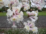 – White Tabebuia – White Trumpet Tree – White Ipe – Tabebuia roseo-albaمن أسمائها المتداولة: تابوبيا أبيض – تابوبيا بيضاء – شجرة الأجراس البيضاء – شجرة التابوبيا البيضاء