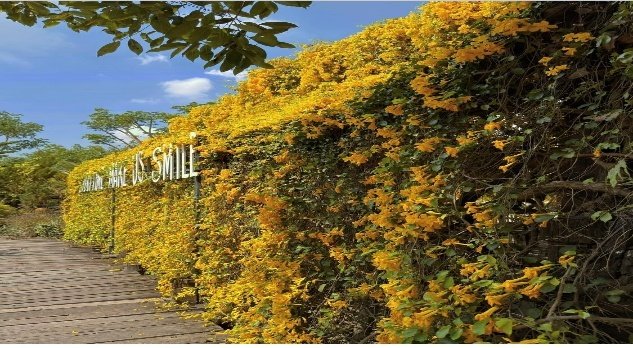 – Cat’s Claw Vine – Catclaw Creeper – Cat’s Claw Trumpet Vine – Macfadyena unguis-catiمن أسمائها المتداولة: مخلب القط – كرمة مخلب القط – متسلق مخلب القط – كرمة مخلب القط الأصفر