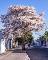 – White Tabebuia – White Trumpet Tree – White Ipe – Tabebuia roseo-albaمن أسمائها المتداولة: تابوبيا أبيض – تابوبيا بيضاء – شجرة الأجراس البيضاء – شجرة التابوبيا البيضاء