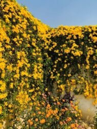 – Cat’s Claw Vine – Catclaw Creeper – Cat’s Claw Trumpet Vine – Macfadyena unguis-catiمن أسمائها المتداولة: مخلب القط – كرمة مخلب القط – متسلق مخلب القط – كرمة مخلب القط الأصفر