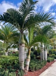 من أسمائها المتداولة: نخيل المغزل الذهبي، نخيل المغزل، نخيل فاشافيلتي، Yellow Spindle Palm، Spindle Palm