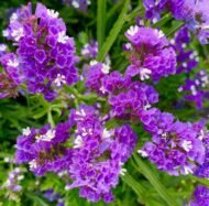 🌿 أزهار الاستاتس – Limonium sinuatum الاسم العلمي: Limonium sinuatum (L.) Mill. من أسمائها المتداولة: الاستاتس – ستاتس – ليمونيوم – زهرة الاستاتس – القَفْصِيَّة – Statice – Sea Lavender – Wavyleaf Sea Lavender – Limonium sinuatum
