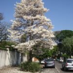 – White Tabebuia – White Trumpet Tree – White Ipe – Tabebuia roseo-albaمن أسمائها المتداولة: تابوبيا أبيض – تابوبيا بيضاء – شجرة الأجراس البيضاء – شجرة التابوبيا البيضاء