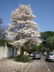 – White Tabebuia – White Trumpet Tree – White Ipe – Tabebuia roseo-albaمن أسمائها المتداولة: تابوبيا أبيض – تابوبيا بيضاء – شجرة الأجراس البيضاء – شجرة التابوبيا البيضاء