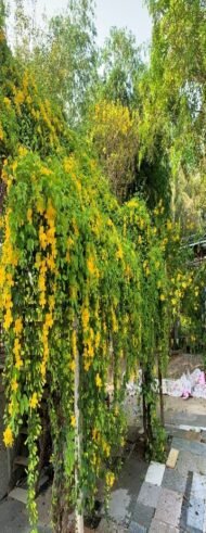 – Cat’s Claw Vine – Catclaw Creeper – Cat’s Claw Trumpet Vine – Macfadyena unguis-catiمن أسمائها المتداولة: مخلب القط – كرمة مخلب القط – متسلق مخلب القط – كرمة مخلب القط الأصفر