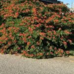 – Red Bauhinia – Red Orchid Tree – Pride of the Cape – Bauhinia galpiniiمن أسمائها المتداولة: بوهينيا أحمر – بوهينيا حمراء – شجرة الأوركيد الحمراء – شجيرة الأوركيد الحمراء