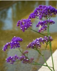 🌿 أزهار الاستاتس – Limonium sinuatum الاسم العلمي: Limonium sinuatum (L.) Mill. من أسمائها المتداولة: الاستاتس – ستاتس – ليمونيوم – زهرة الاستاتس – القَفْصِيَّة – Statice – Sea Lavender – Wavyleaf Sea Lavender – Limonium sinuatum